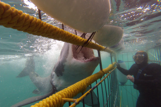 Shark Diving